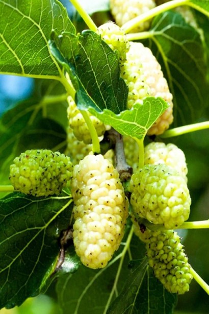 Морозостойкая шелковица Медовая с богатым урожаем.